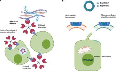 Galectin-3 and prohibitin 1 are autoantigens in IgG4-related cholangitis without clear-cut protective effects against toxic bile acids